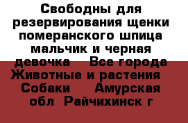 Свободны для резервирования щенки померанского шпица мальчик и черная девочка  - Все города Животные и растения » Собаки   . Амурская обл.,Райчихинск г.